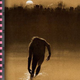 Illustration for article titled Long before Blair Witch, something went bump in the low-budget dark